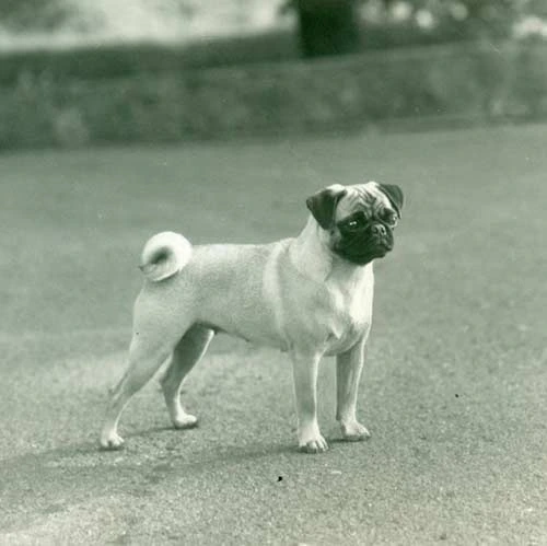 Pug-History-01