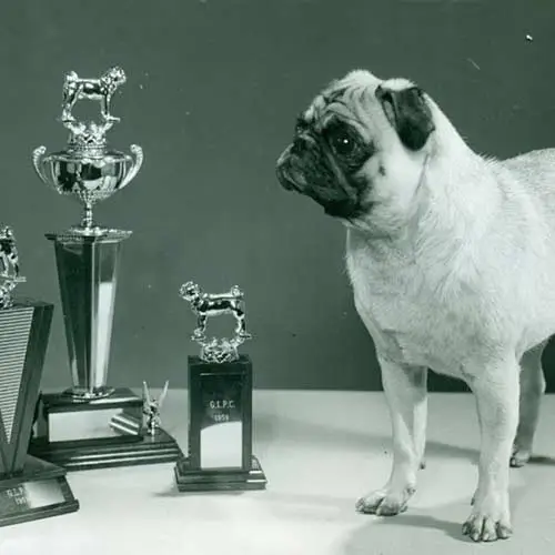 Pug-History-03