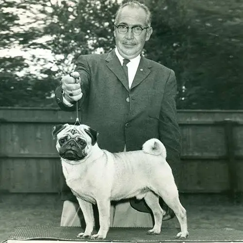 Pug-History-04