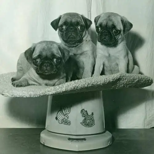 Pug-History-05
