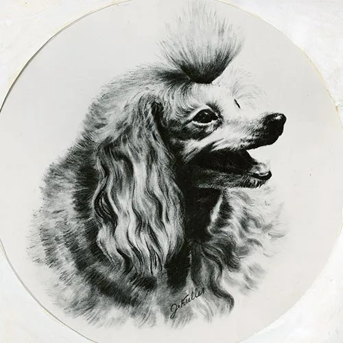 ToyPoodle_Candids003