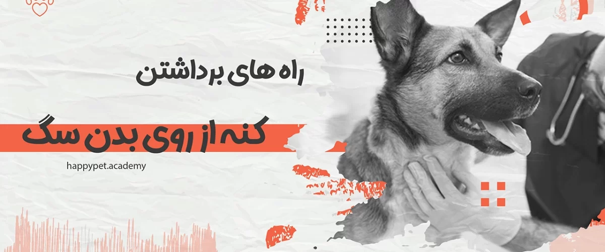 برداشتن کنه از سگ