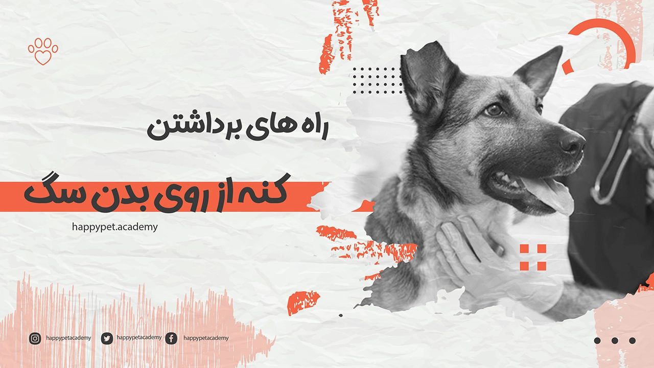 برداشتن کنه از سگ 1 برداشتن-کنه-از-سگ