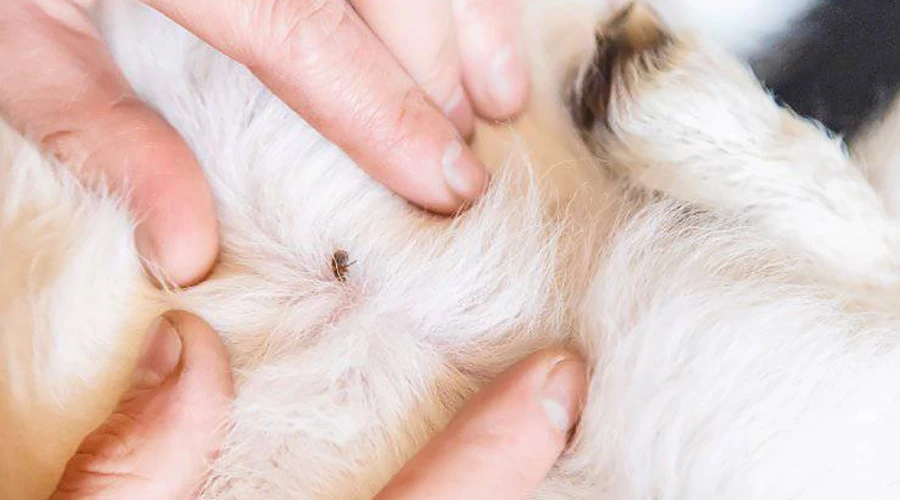 برداشتن کنه از سگ 2 برداشتن-کنه-از-سگ