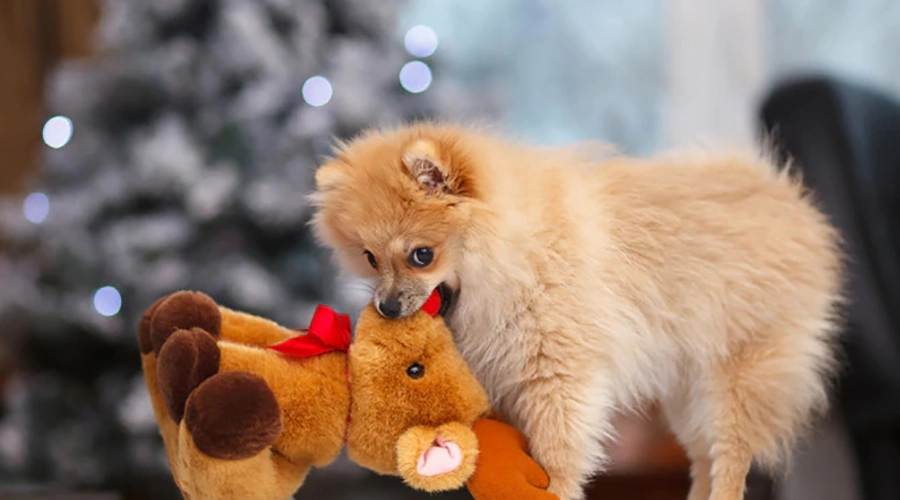 تاثیر-نقل-مکان-در-سگ