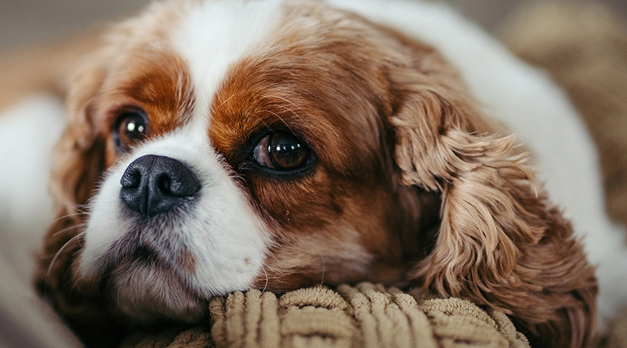 تاثیر-نقل-مکان-در-سگ