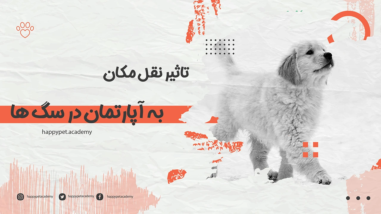 تاثیر-نقل-مکان-در-سگ