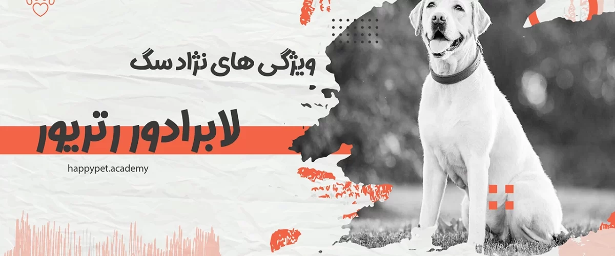 سگ-لابرادور-رتریور