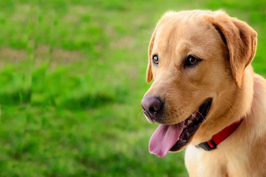 سگ-لابرادور-رتریور