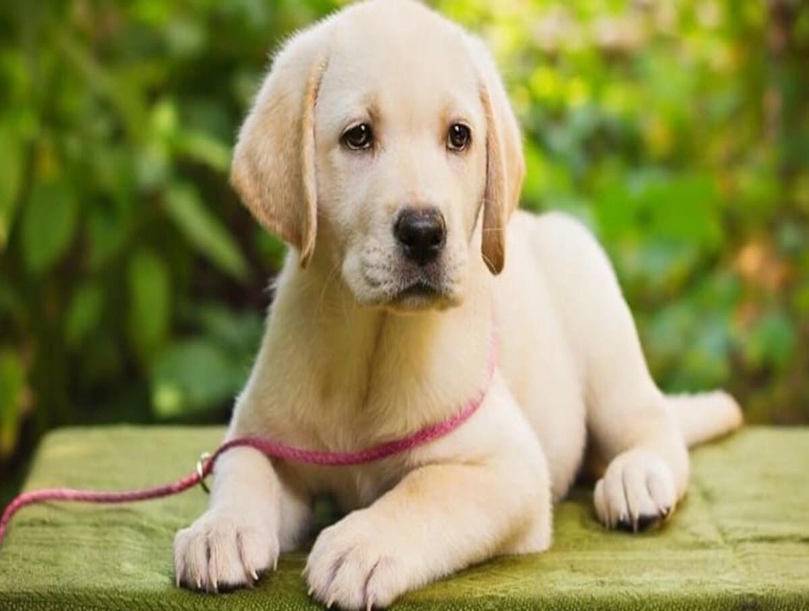 سگ-لابرادور-رتریور