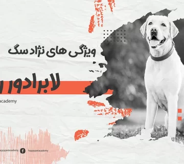 سگ-لابرادور-رتریور