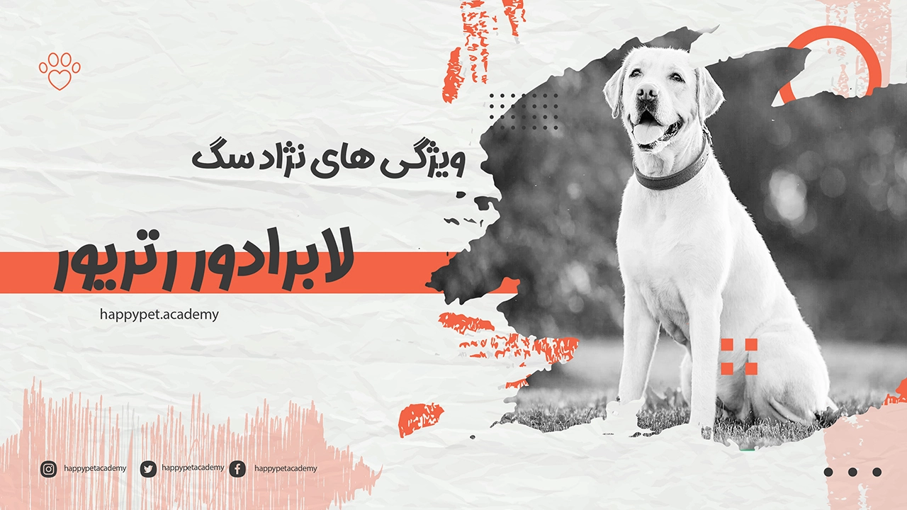 سگ-لابرادور-رتریور