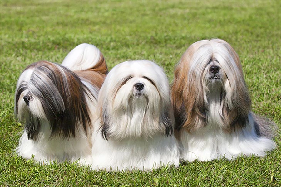 سگ-لهاسا-آپسو