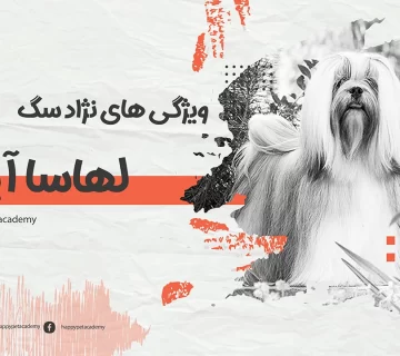سگ-لهاسا-آپسو