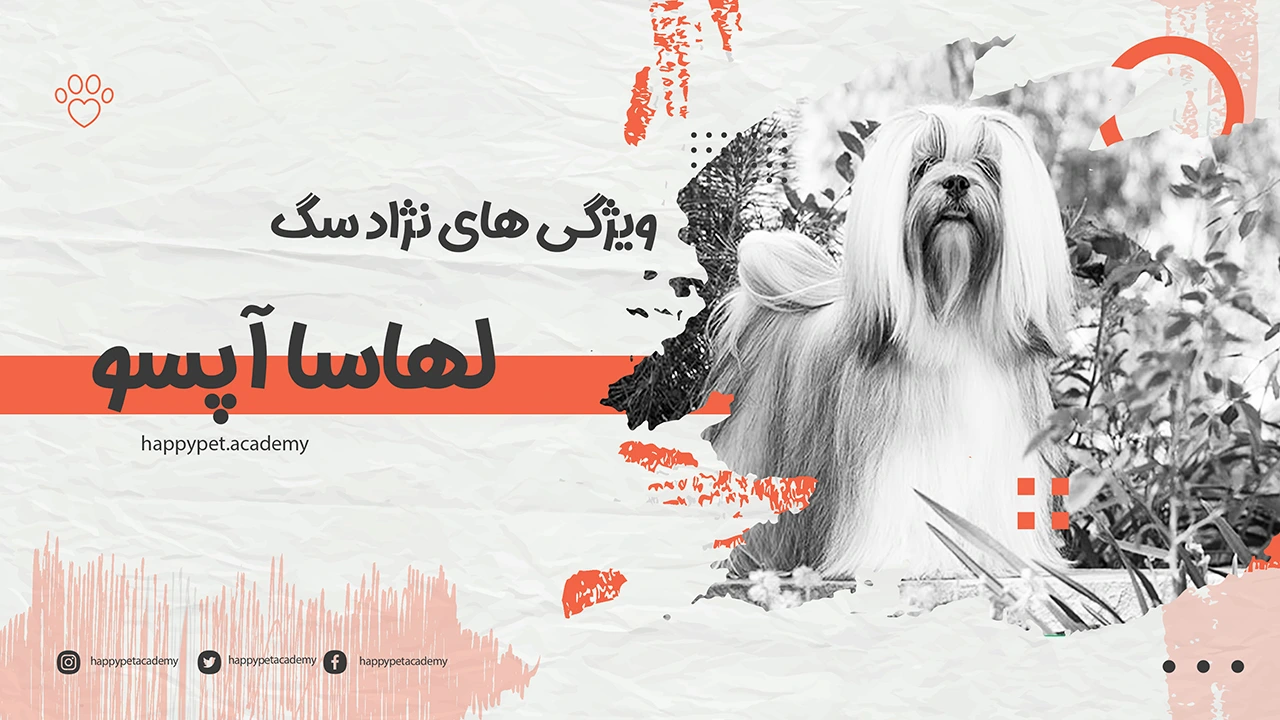 سگ-لهاسا-آپسو