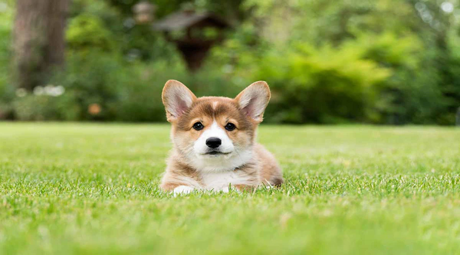 سگ-پمبروک-ولش-کورگی