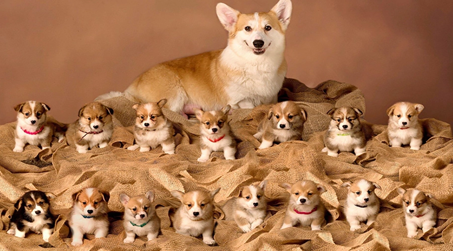 سگ-پمبروک-ولش-کورگی