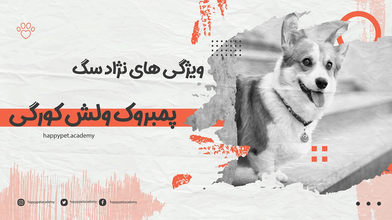 سگ-پمبروک-ولش-کورگی