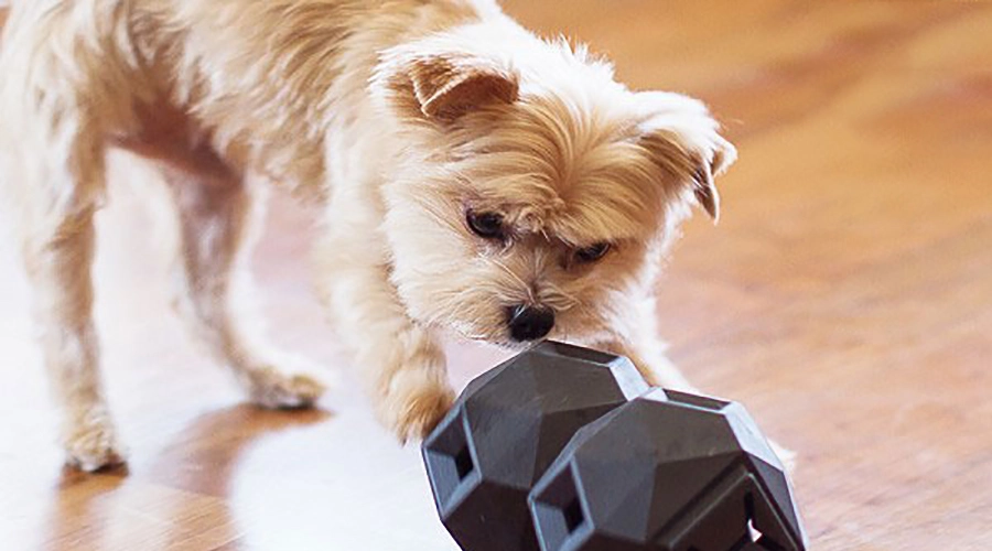 آموزش-زنگ-زدن-به-سگ