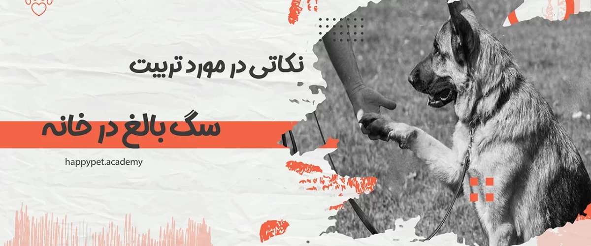 تربیت-سگ-بالغ-در-خانه