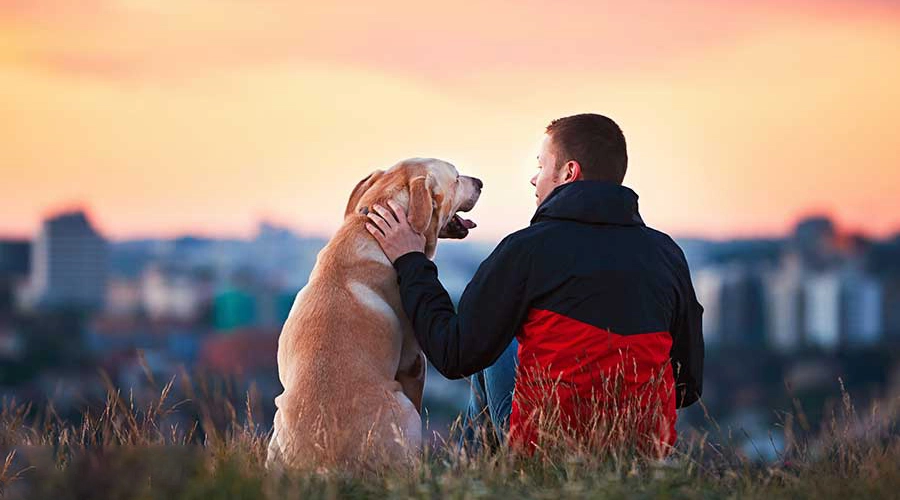 تربیت-سگ-بالغ-در-خانه