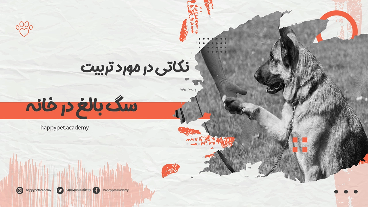 تربیت-سگ-بالغ-در-خانه