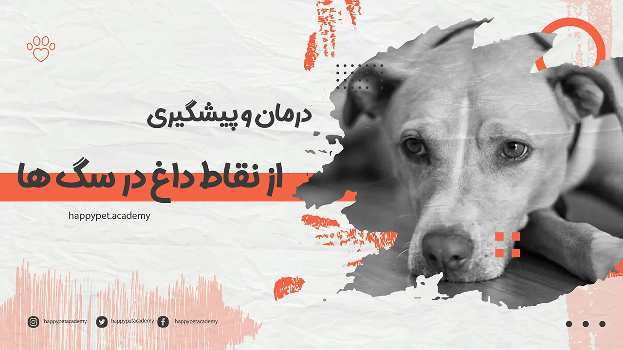 درمان-نقاط-داغ-در-سگ