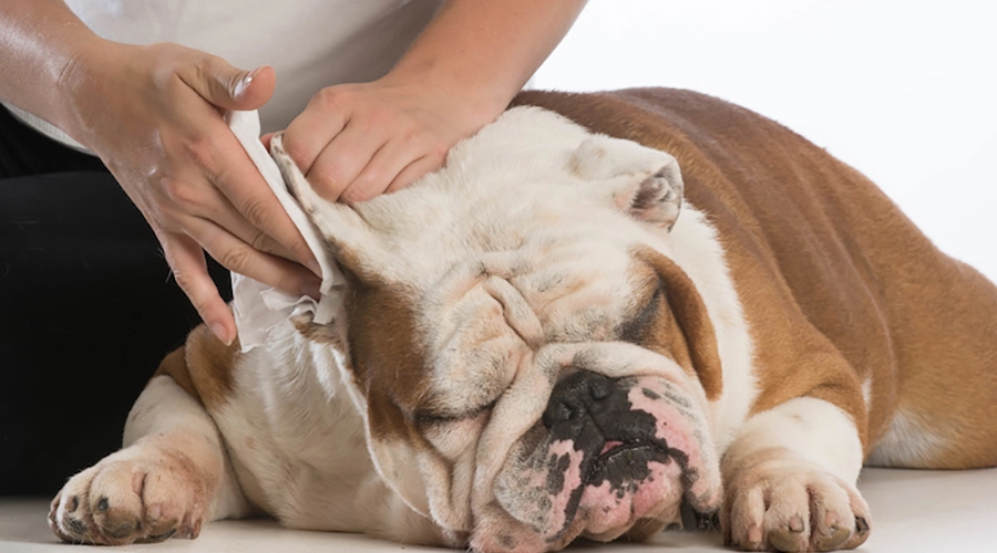 درمان-نقاط-داغ-در-سگ