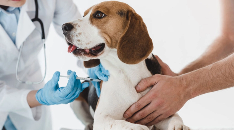 درمان-نقاط-داغ-در-سگ