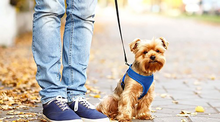 قوانین-خانه-برای-توله-سگ