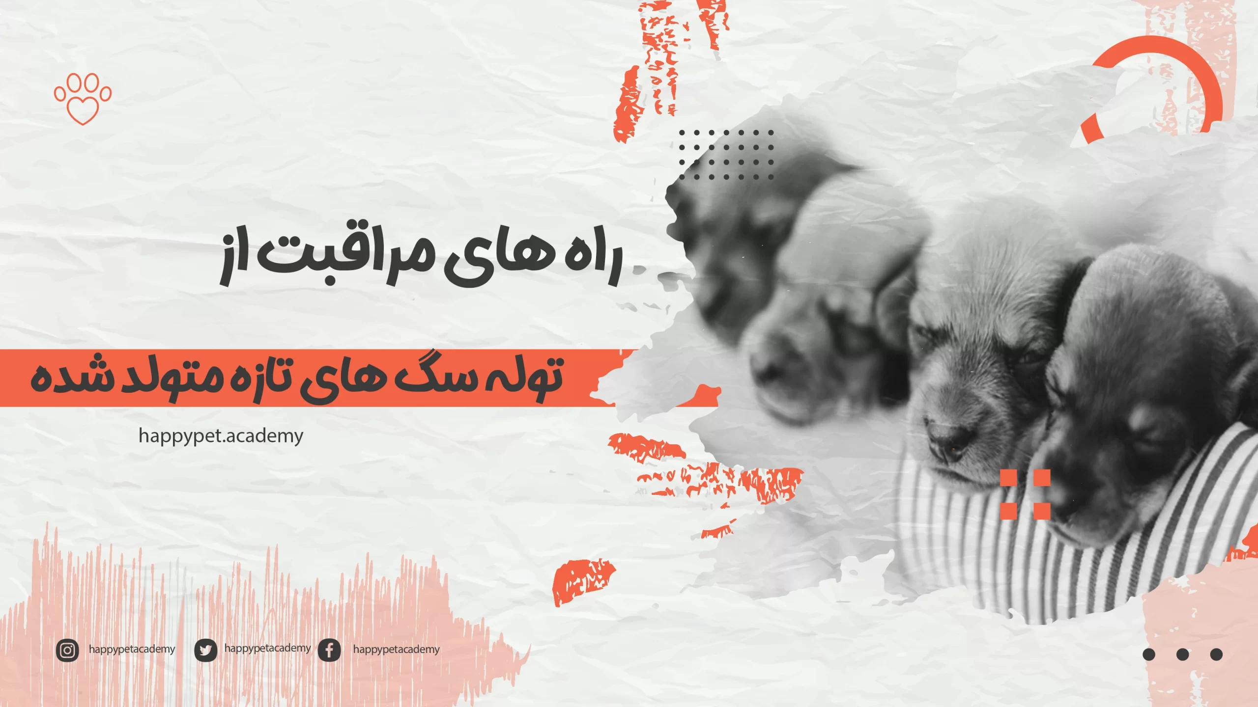 مراقبت-از-توله-سگ-ها