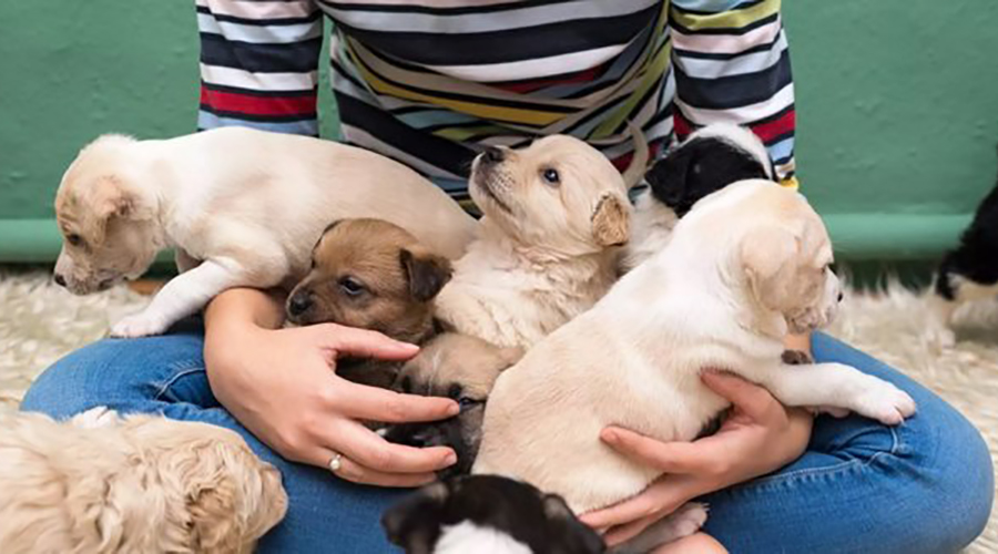 مراقبت-از-توله-سگ-ها