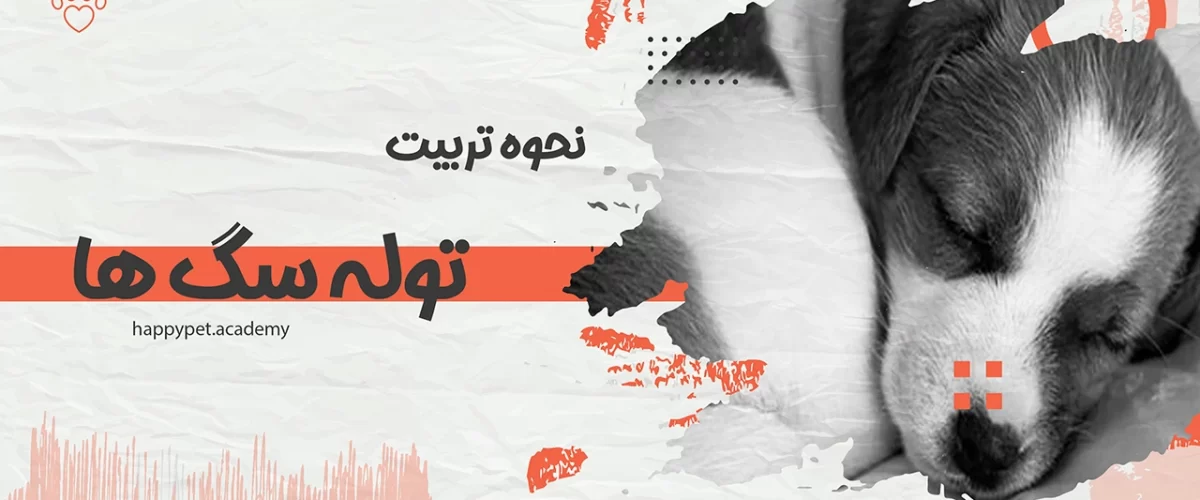 نحوه-تربیت-توله-سگ-ها