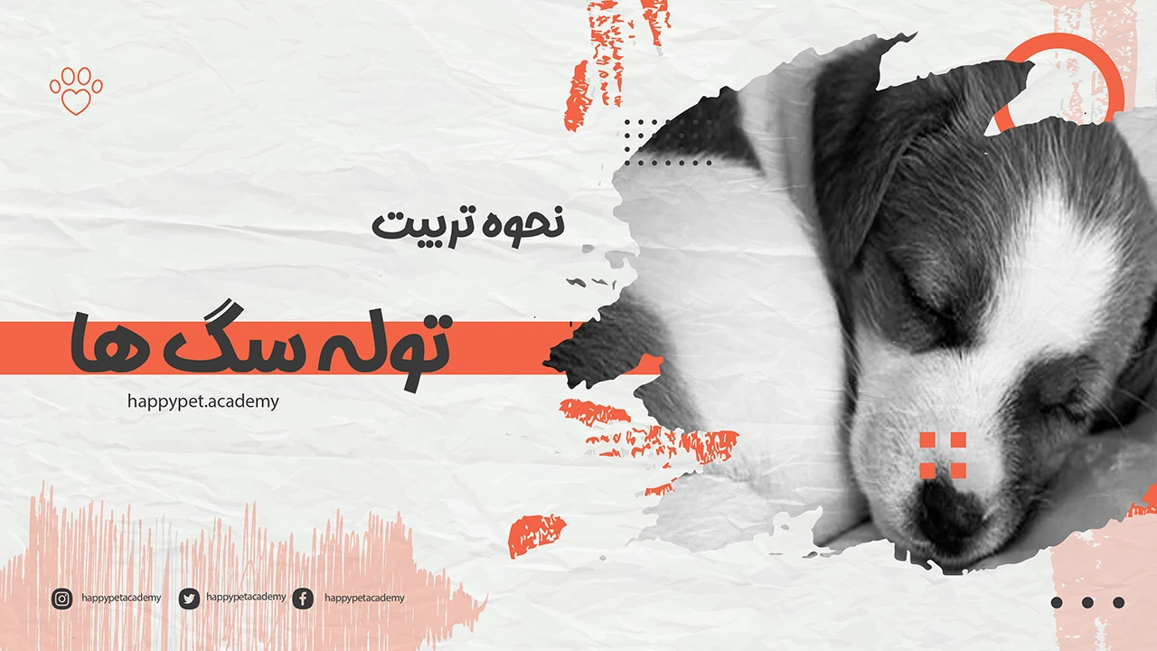 نحوه تربیت توله سگ ها 1 نحوه-تربیت-توله-سگ-ها