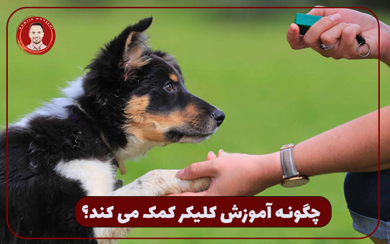 آموزش اشاره برای ارتباط با سگ | کلیکر برای تربیت سگ 3 آموزش کلیکر تربیت سگ