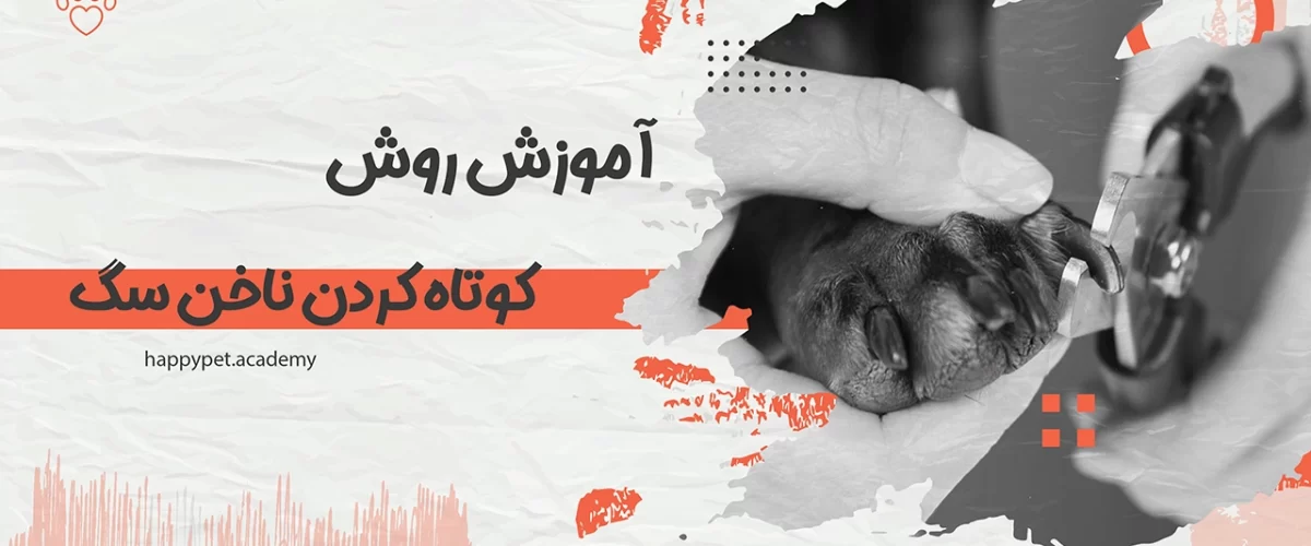 کوتاه کردن ناخن سگ