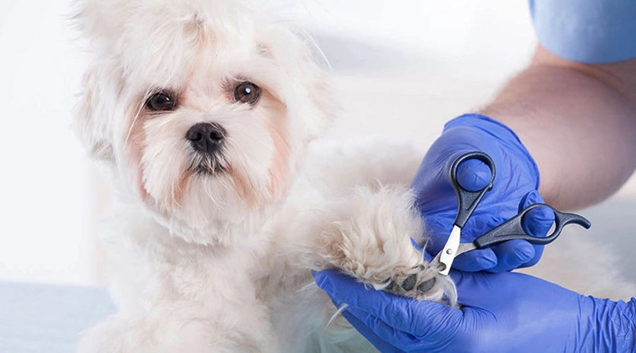 کوتاه کردن ناخن سگ