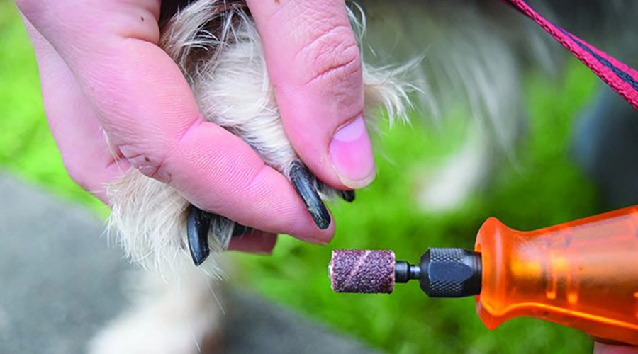 کوتاه کردن ناخن سگ