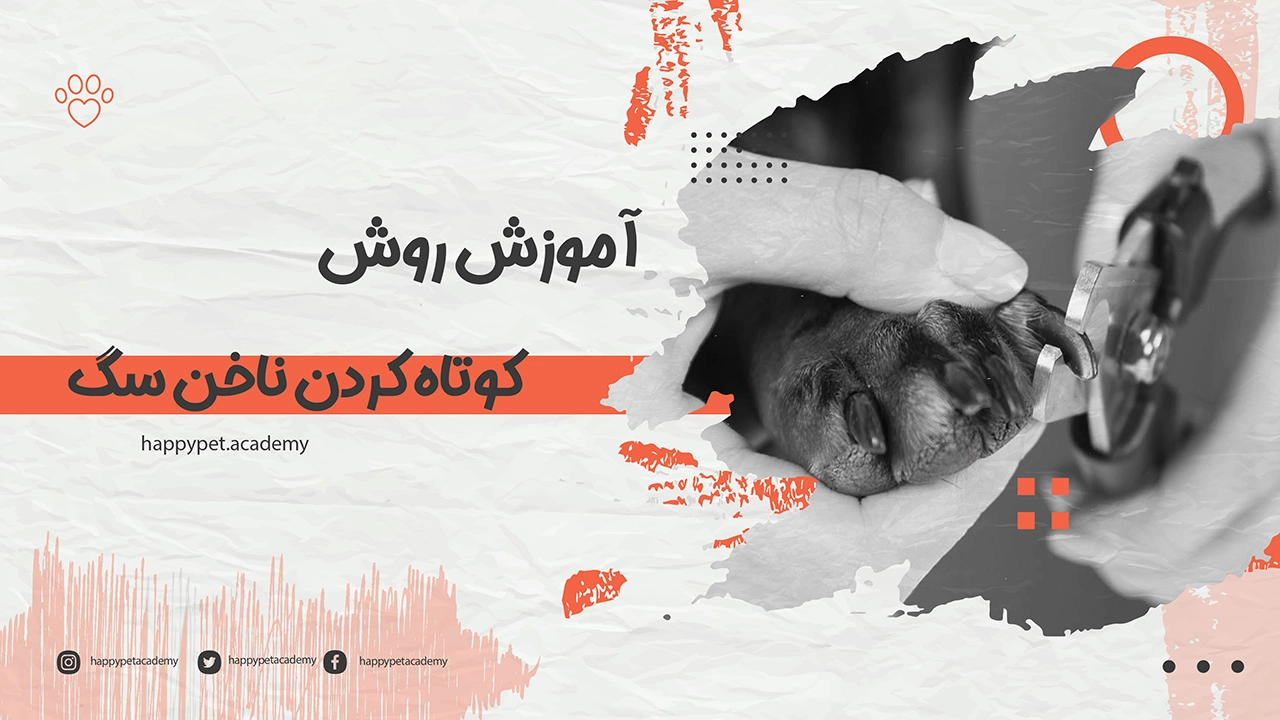 کوتاه کردن ناخن سگ
