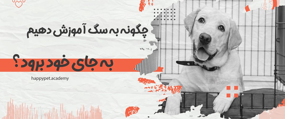 آموزش جای سگ
