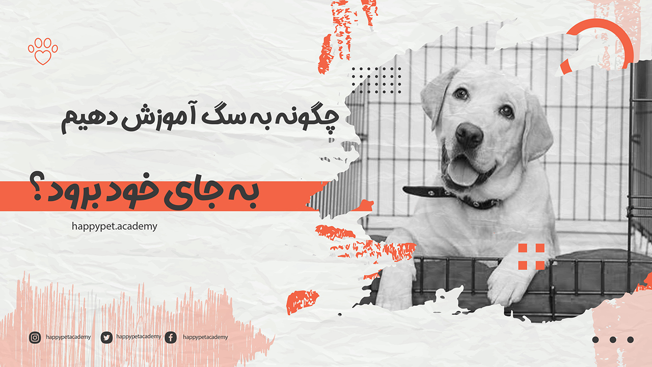 آموزش-جای-سگ