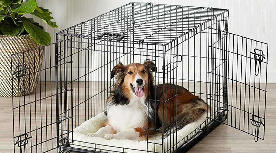 آموزش-جای-سگ