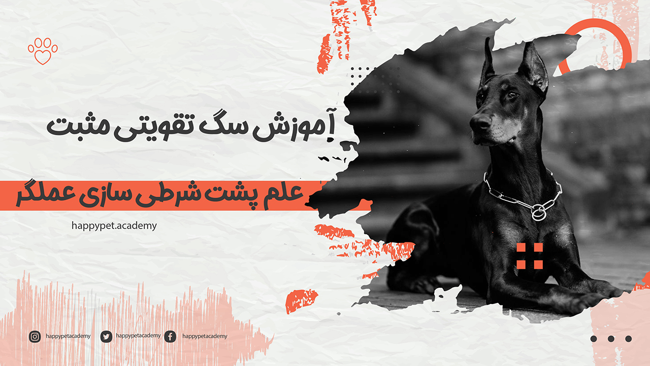 آموزش-سگ-تقویتی-مثبت