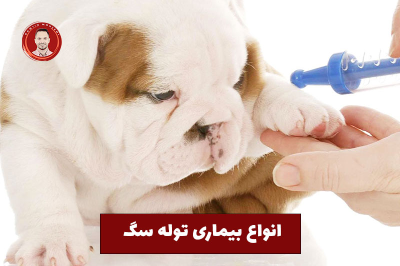 راهنمای کامل جهت واکسیناسیون توله سگ در سال اول 2 انواع بیماری توله سگ