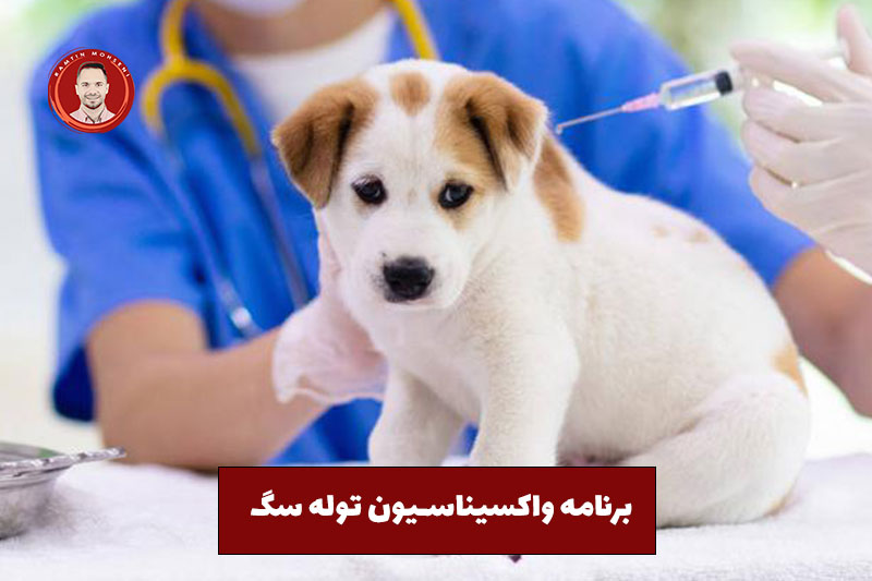راهنمای کامل جهت واکسیناسیون توله سگ در سال اول 3 برنامه واکسیناسیون توله سگ