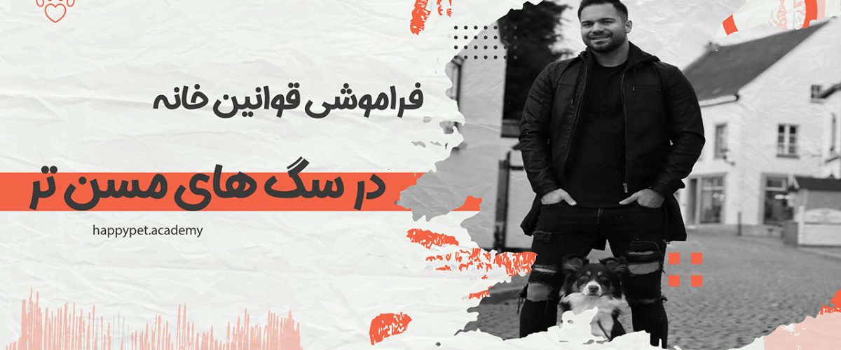 فراموشی-سگ-مسن