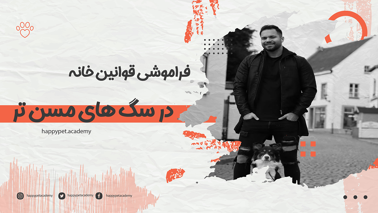 فراموشی-سگ-مسن