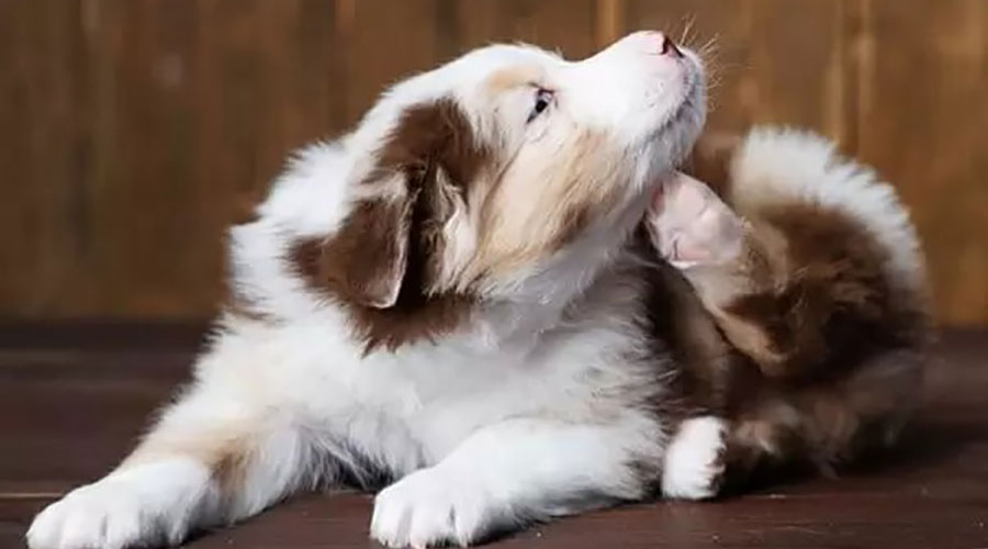 فواید روغن نارگیل برای سگ ها | آیا واقعا مفید است؟ 2 فواید روغن نارگیل برای سگ