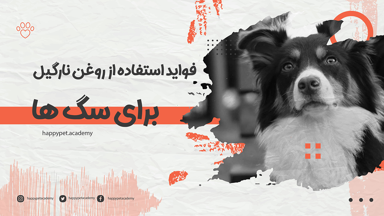 فواید روغن نارگیل برای سگ ها | آیا واقعا مفید است؟ 1 فواید-روغن-نارگیل-برای-سگ