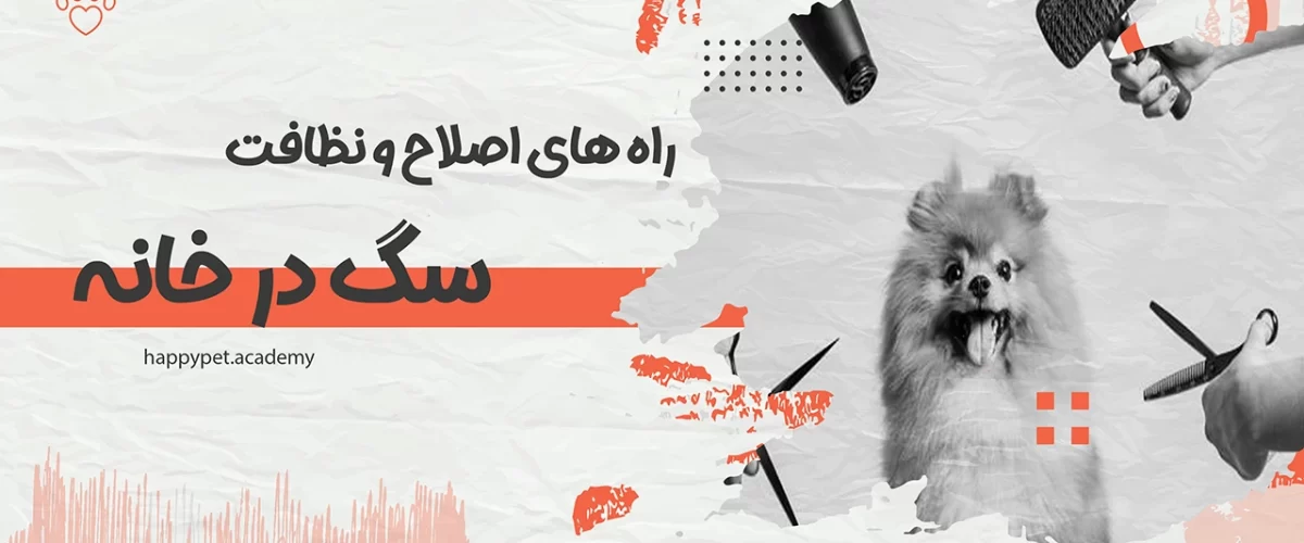 مرتب-کردن-سگ-در-خانه